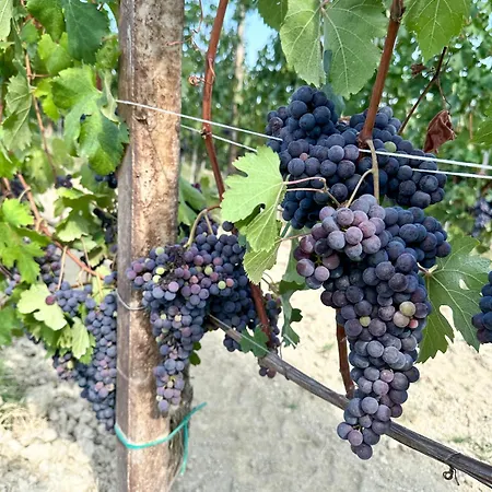 빌라 Just Langhe Casa Nebbiolo 노벨로